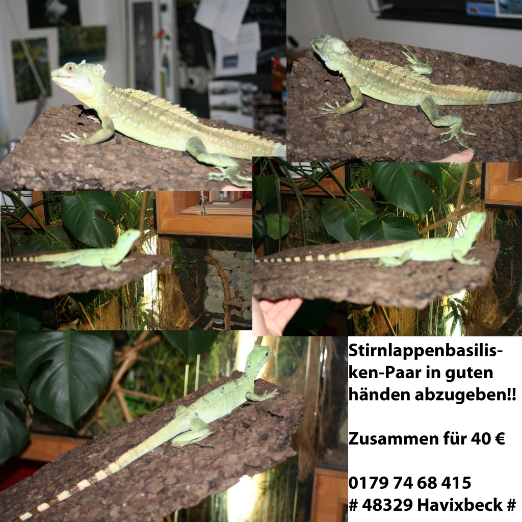 Stirnlappenbasilisken-Paar in guten händen abzugeben!! - Basilisk - Havixbeck