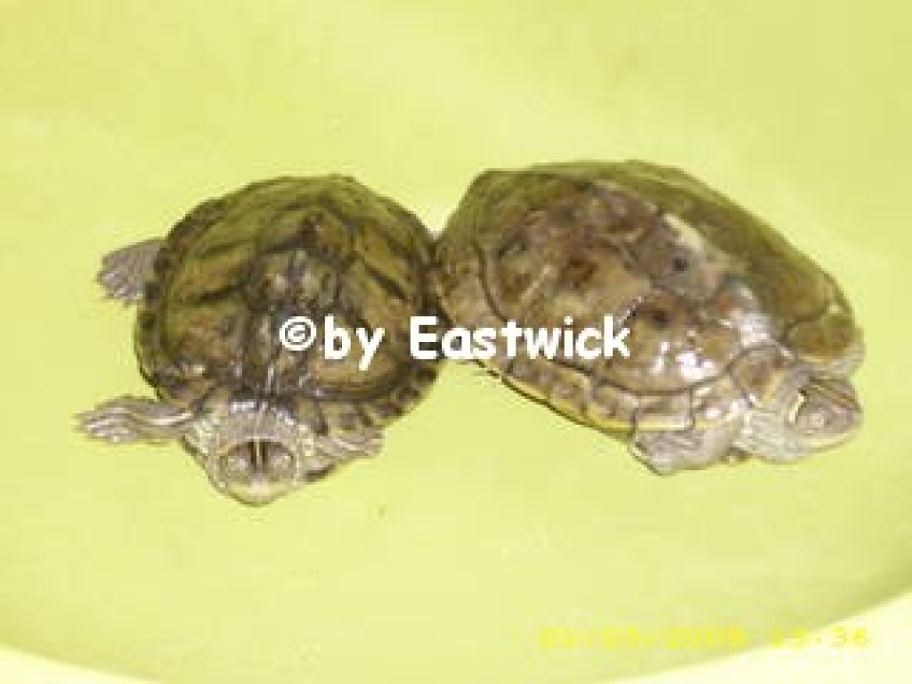 Mississippi-Höcker-Schildkröten - Schildkroeten - Ötigheim