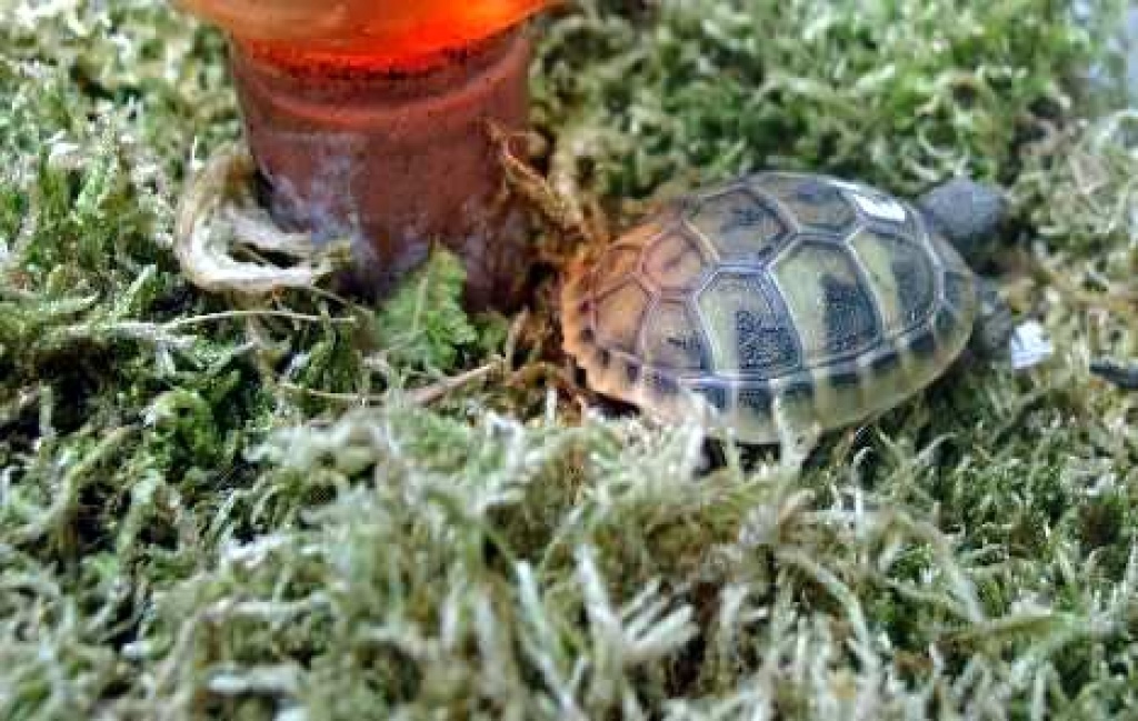Griechische Landschildkröte - Schildkroeten - Wolfenbüttel