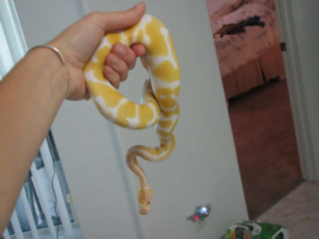 1.1 Königspython Regius Albino HC - Schlangen - Berlin