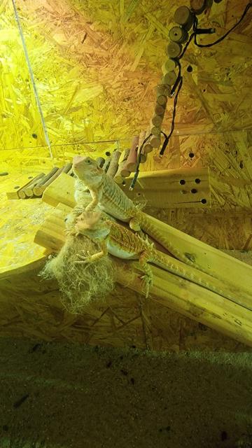 Bartagame Jungtiere 4 Monate alt - Bartagame Farbbartagame - Wadern