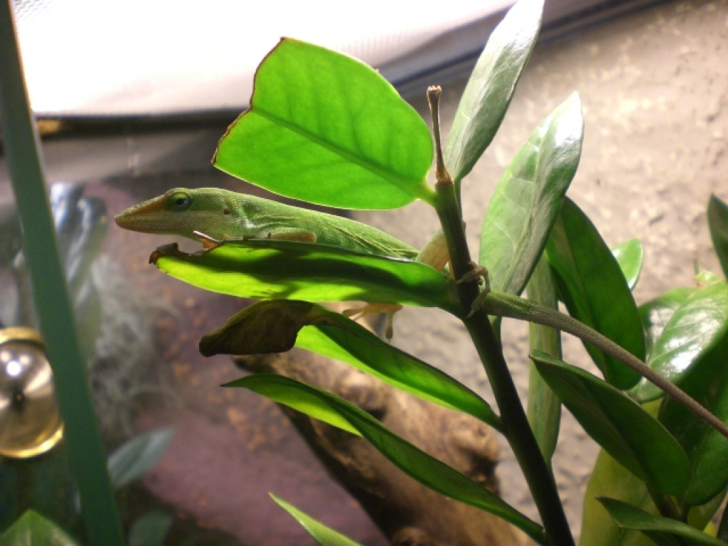 1,0 Rotkehl Anoli - Anolis - Kuppenheim