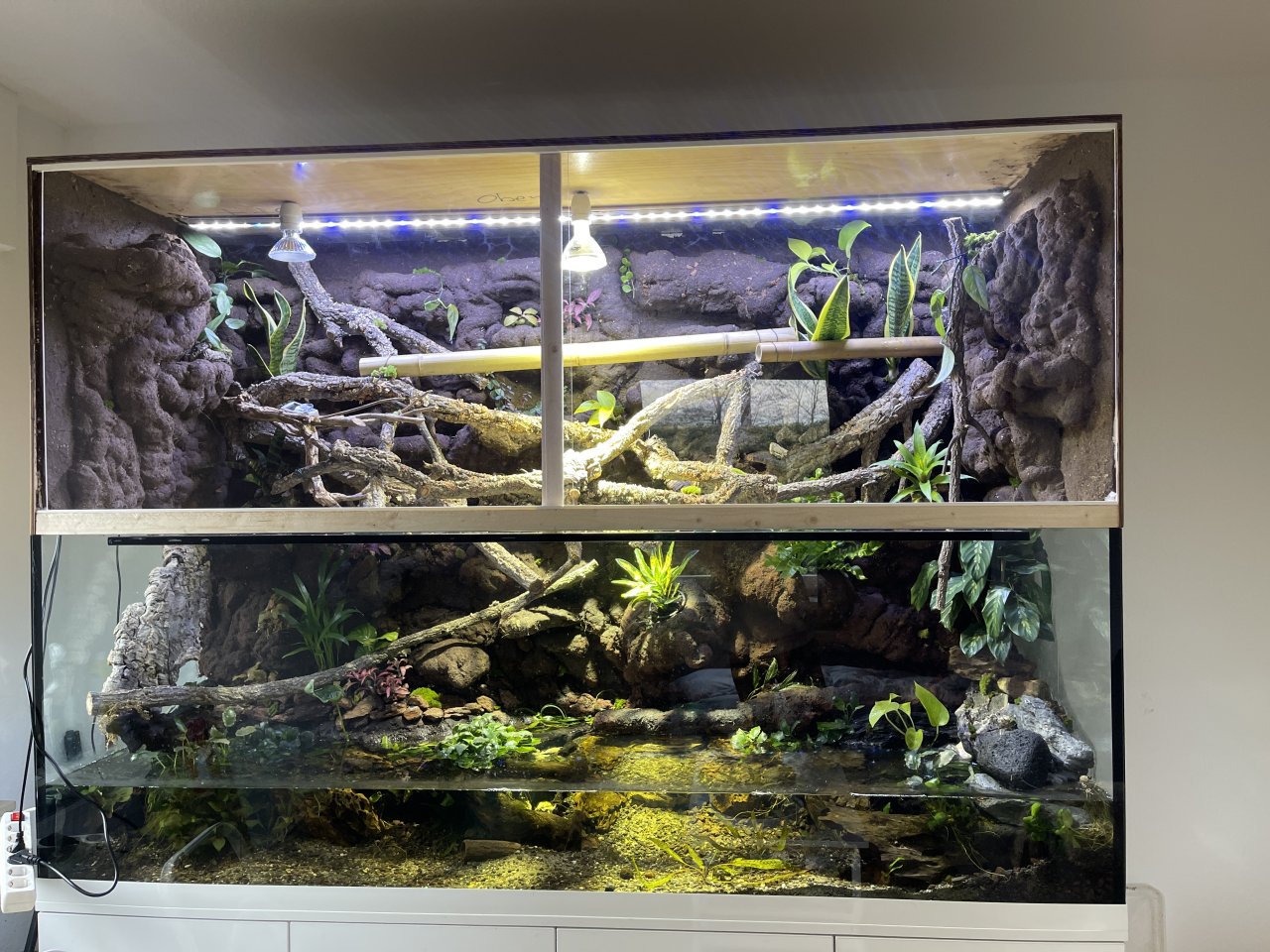 Chamäleon oder Taggecko gesucht für sehr großes Terrarium! - Gecko - Westerstede