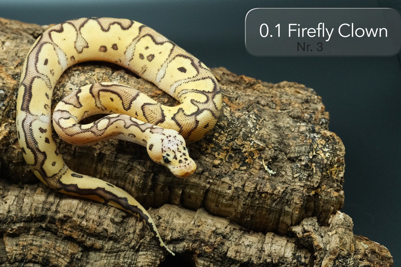 Einige Clown-Kombos aus 25 suchen ein neues Zuhause - Schlangen - Kalkar