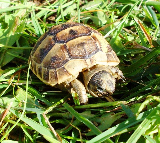 Maurische Landschildkröten, Testudo graeca ibera eigene Nachzuchten von 2023, 22 - Schildkroeten - Reichelsheim