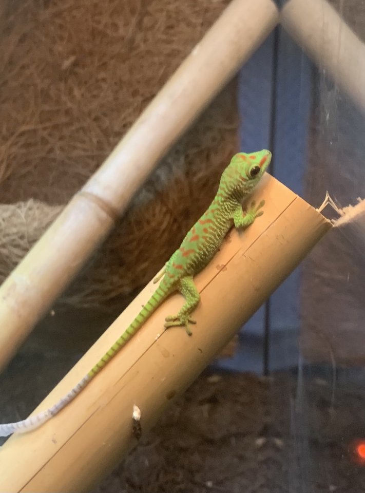 Phelsuma grandis (Geckos) - Gecko - Herten