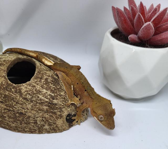 Kronengecko Jungtiere  - Gecko - Bochum