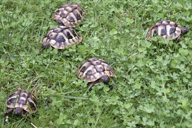 Griechische Landschildkröten Nachzuchten Bj. 2009 - Schildkroeten - Crinitz