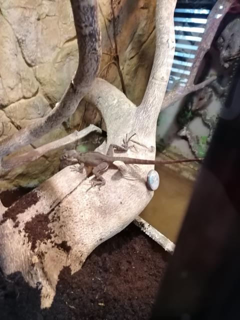 Helmbasilik + Terrarium  - Basilisk - Greppin