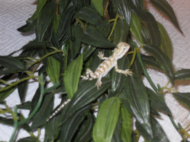 Zwergbartagame - Bartagame Zwergbartagame - Ammerndorf