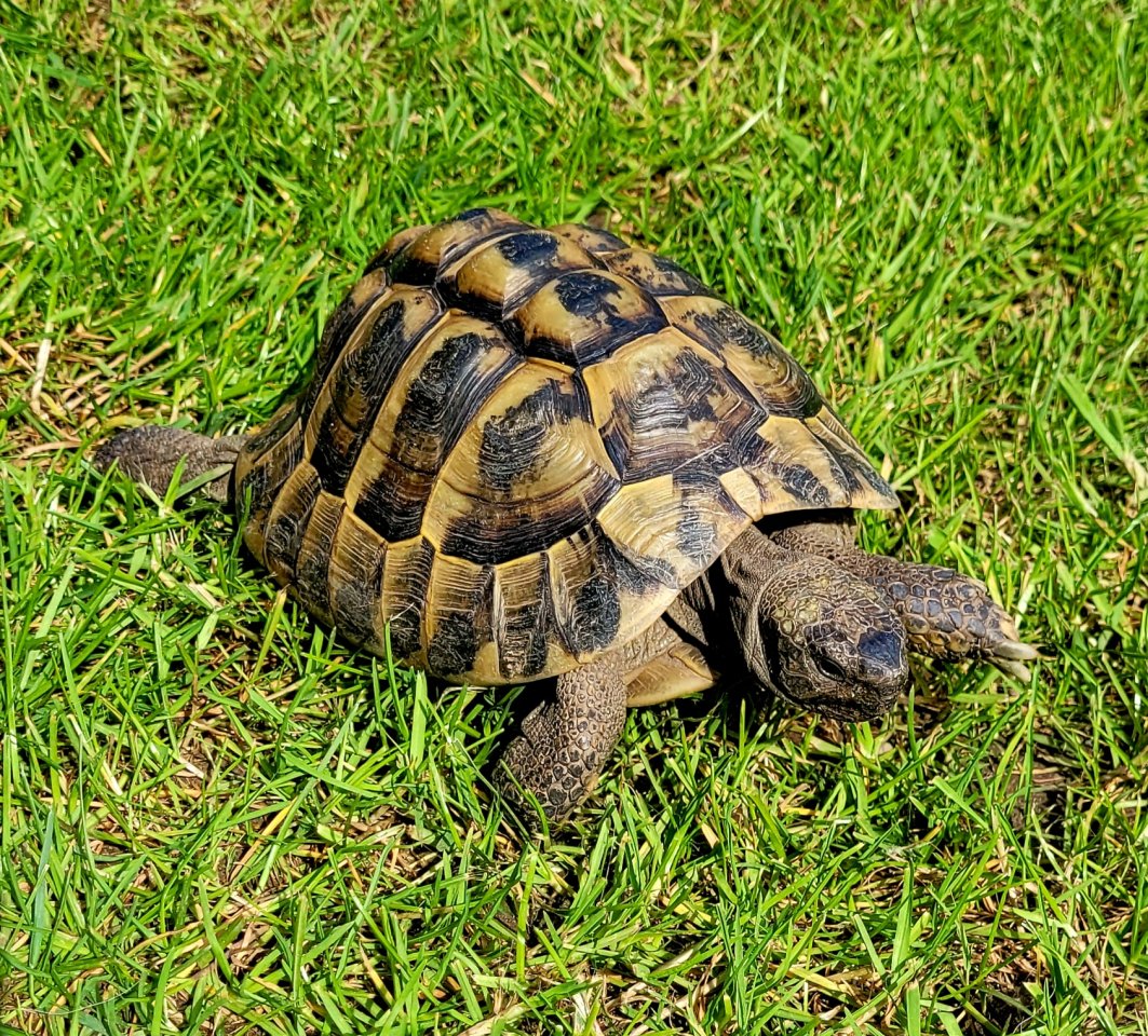 Adulter Griechischer Landschildkröten-Bock (2007) abzugeben - Schildkroeten - Düsseldorf