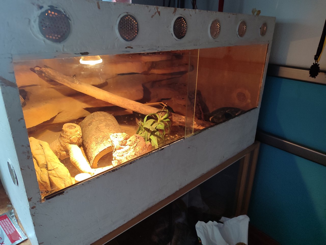Terrarium incl Leopardengecko Paar - Gecko - Halstenbek