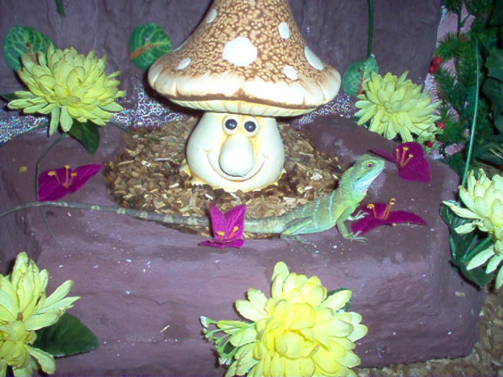 2 Wasseragamen und eine Bergagame ca 1 jahr alt - Bartagame - Maxhütte Haidhof