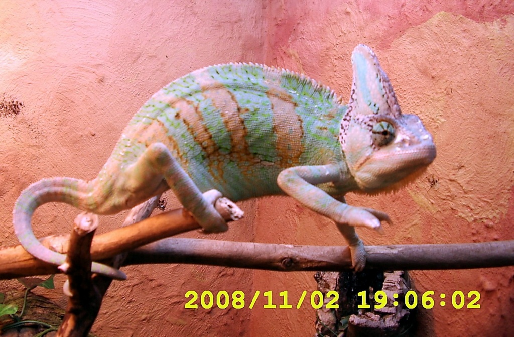 Jemenchamäleon 1.0 zu verkaufen - Chamaeleon - Brotterode