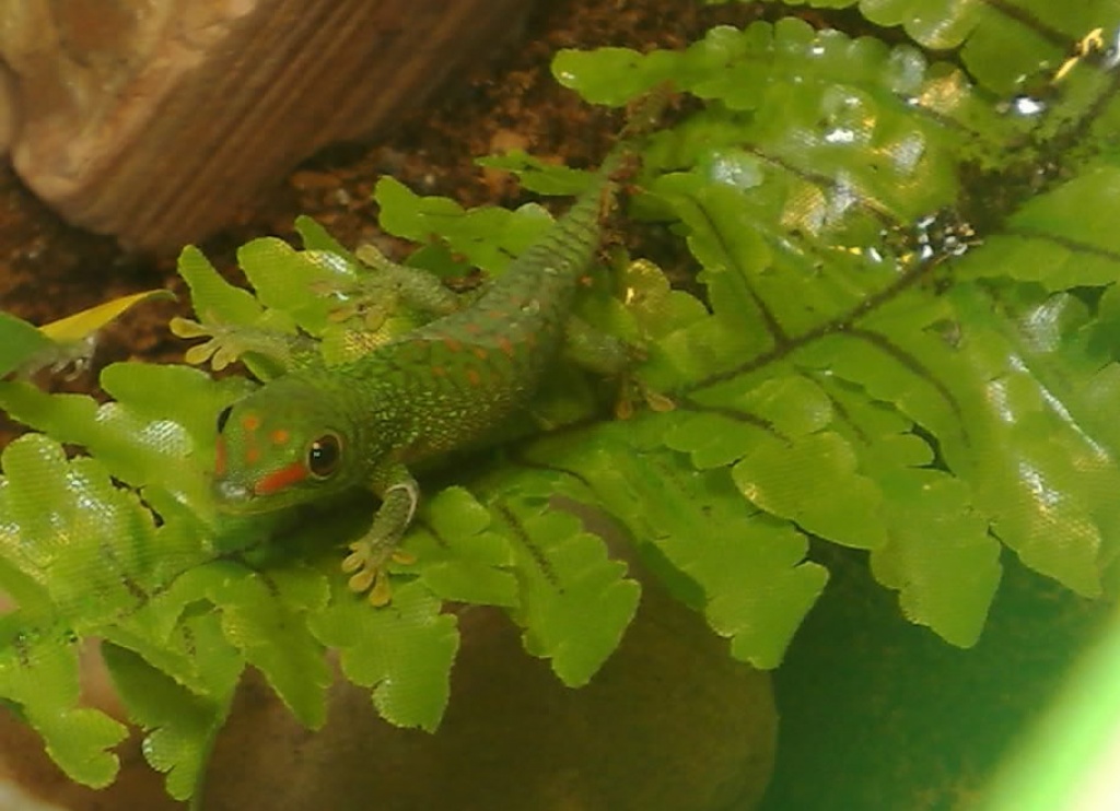 Phelsuma Madagascariensis Grandis / Madagascar Taggecko 	 Phelsuma Madagascarie - Gecko - Gifhorn