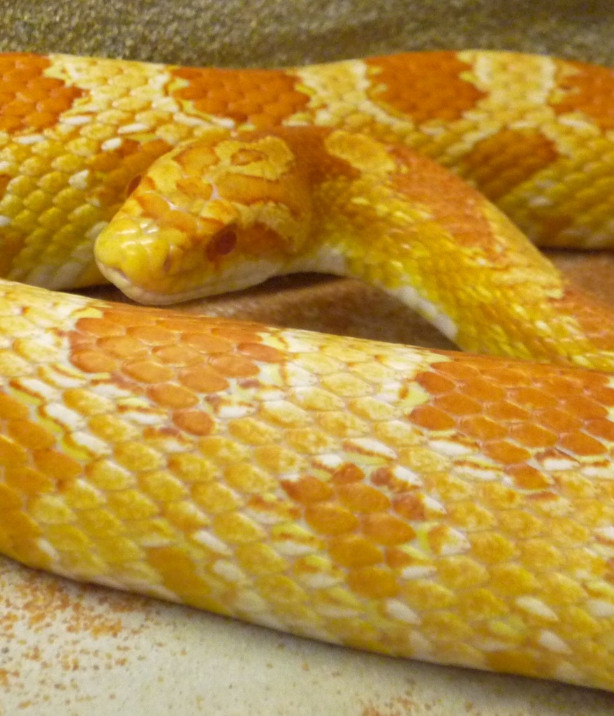 *** Creamsicle-Kornnatter *** - Schlangen - Ketsch