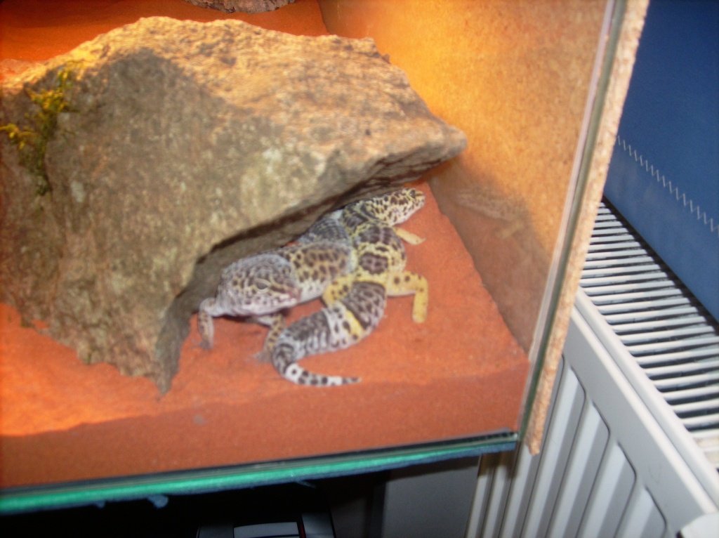 2 Leopardgeckos in gute Hände abzugeben - Gecko - Bad Endbach