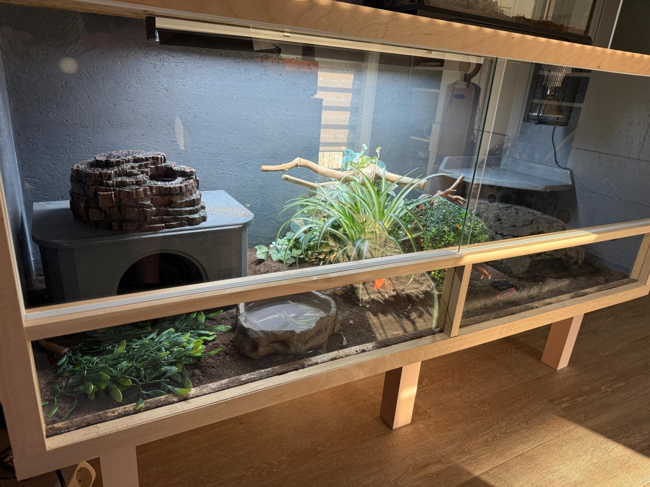Königspython mit OSB Terrarium 150x60x60 mit Technik - Schlangen - Würselen