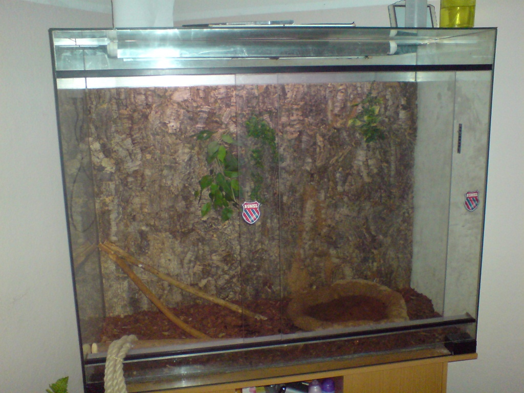 Wasser agamen pärrchen - Echsen - Dortmund
