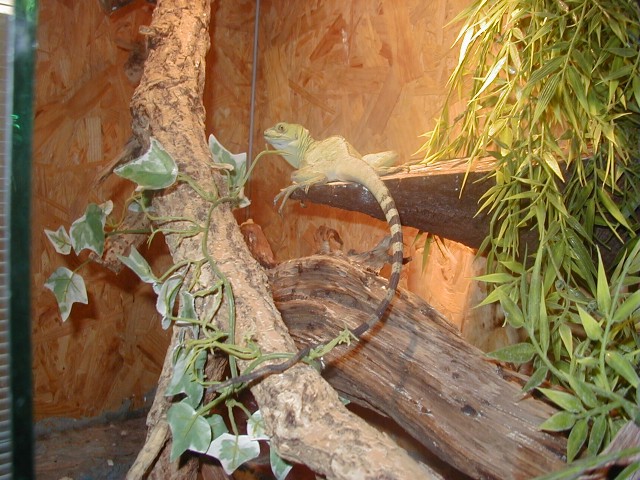 Biete Bartagamen und Basilisken - Schlangen Basilisk - Hagenow