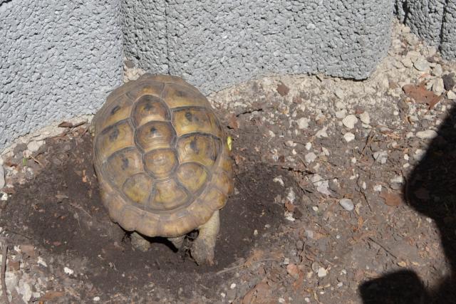 Griechische Landschildkröten NZ 2021 - Schildkroeten - Finsing