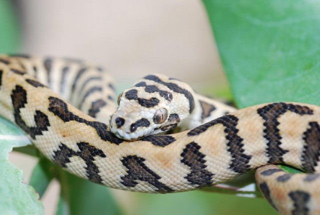 Teppichpython DiamantJaguar Morelia spilotes  - Schlangen Python - Trier