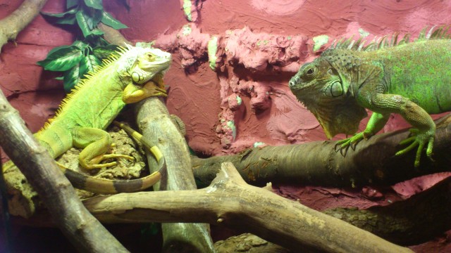 1,1 Grüne Leguane  - Leguan - Augsburg