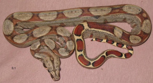 1,3 Boa constrictor Pastell NZ 06 - Schlangen Boa - 