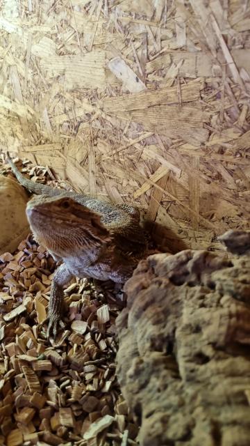 Bartagame  - Bartagame - Tann