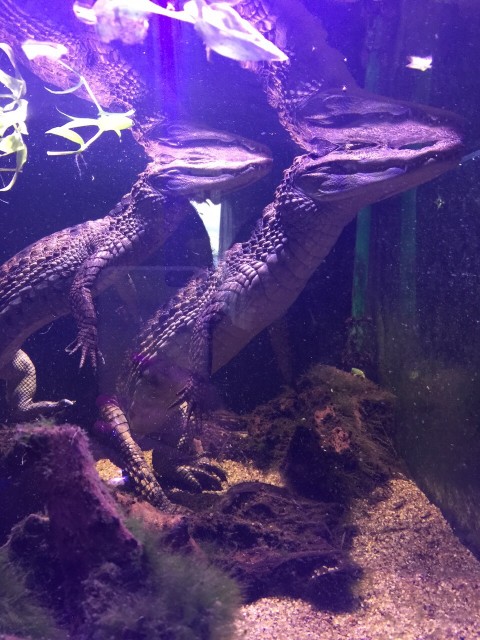 BIETE BRILLENKAIMAN JUNGE (CAIMAN CROCODILUS) - Kaiman - Reutlingen