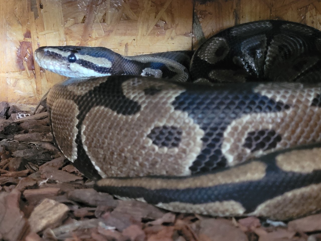 Zu verschenken: Python Regius, Bock, etwa 20 Jahre alt - alle Papiere vorhanden - Schlangen - Gütersloh