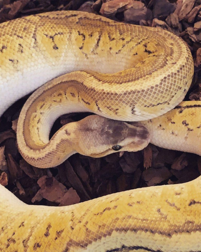 Königspython chypress-pastel-pinstrip aus 2020 male - Schlangen - Stockelsdorf