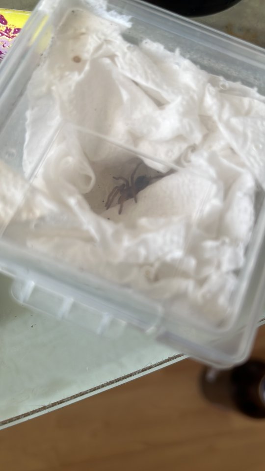 Verkaufe Lasidora parahybana - Sonstige Reptilien - Rostock 