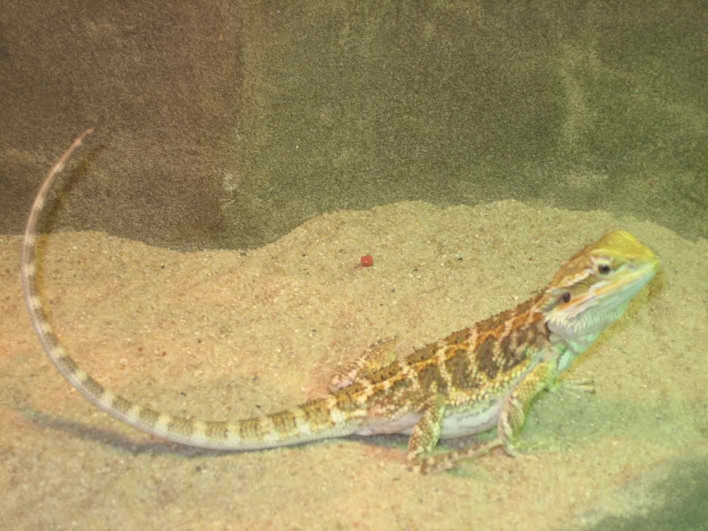 Farbbartargamen Böckchen 6 Monate alt - Bartagame - Mainz