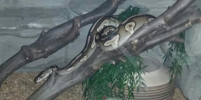 Mojave Yellowbelly von 16 1.0 - Schlangen Python - Hildesheim