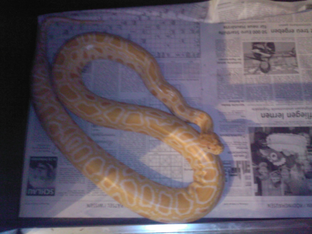 Albino Tigerpython - Schlangen - Rödinghausen