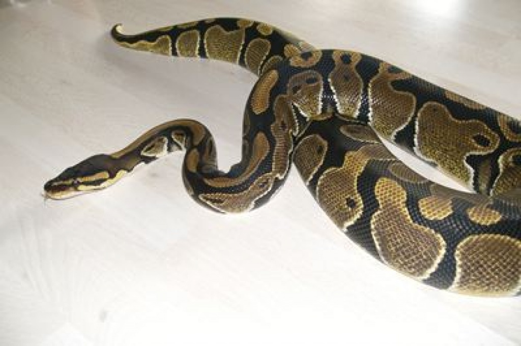 1.0 Königspython DNZ08 100% het albino evtl mit Terrarium - Schlangen - Welzheim