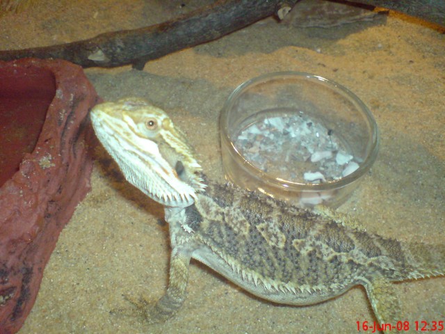 Wunderschöner Bartibock - Echsen - Wiesbaden