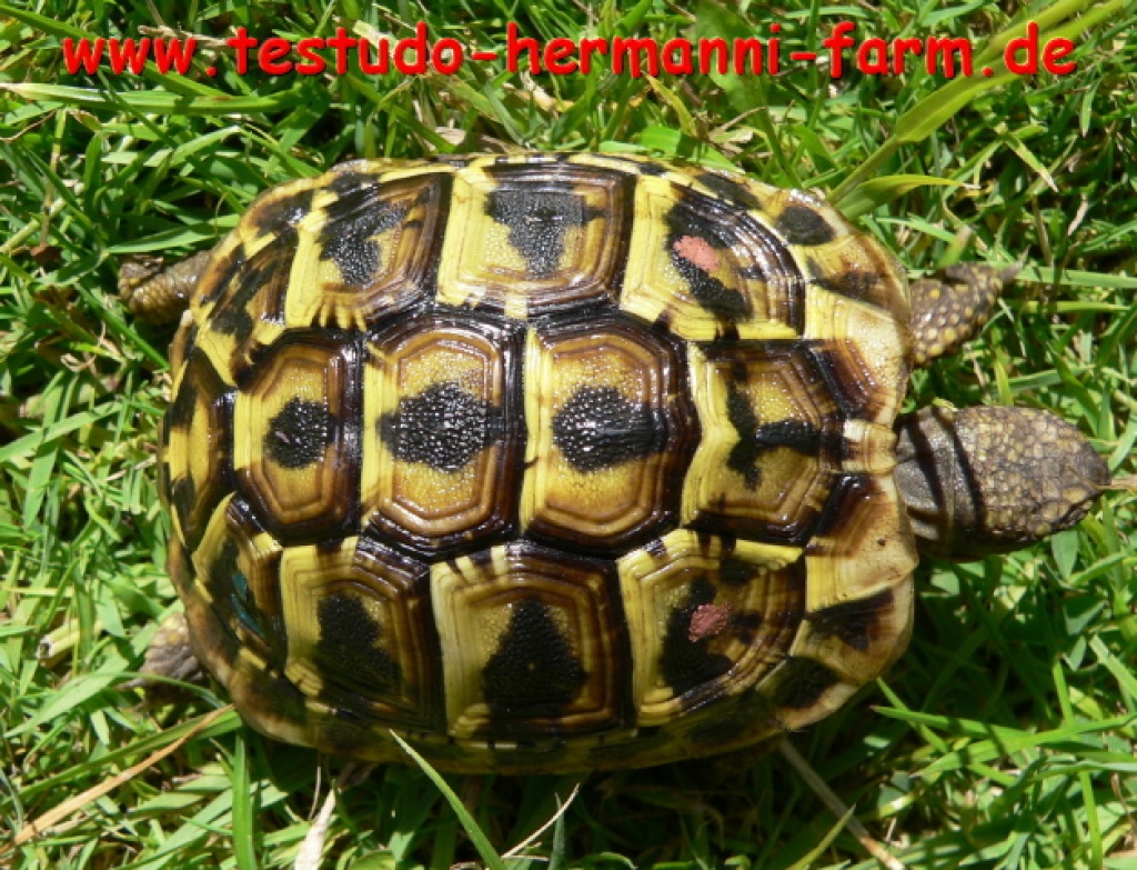 Testudo hermanni hermanni Italienische Landschildkröten Nachzucht 2021 - Schildkroeten - Kamen