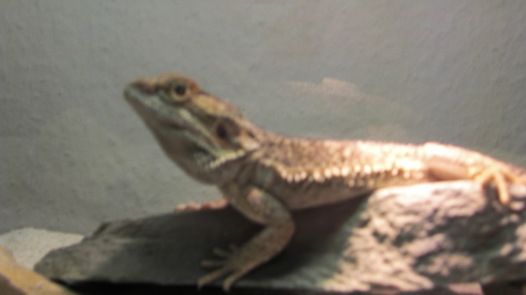 Junge bartagame zuverkaufen - Sonstige Reptilien - Ahlen