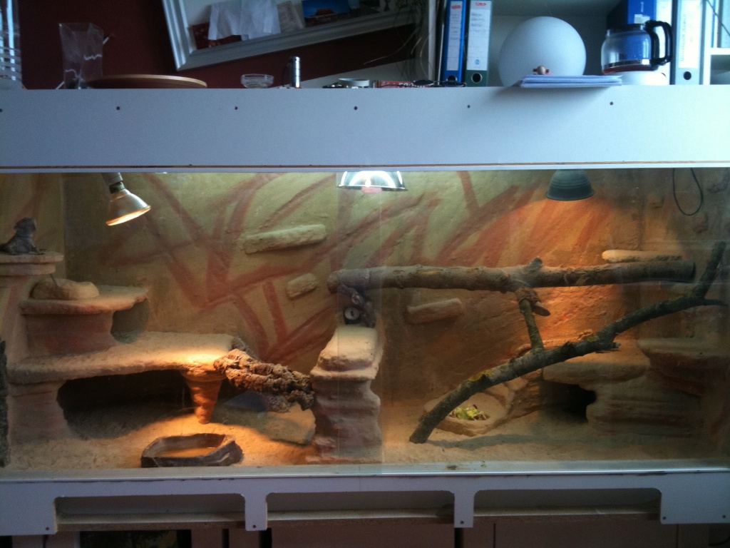 3 Bartagamen mit Terrarium abzugeben - Bartagame - Köln