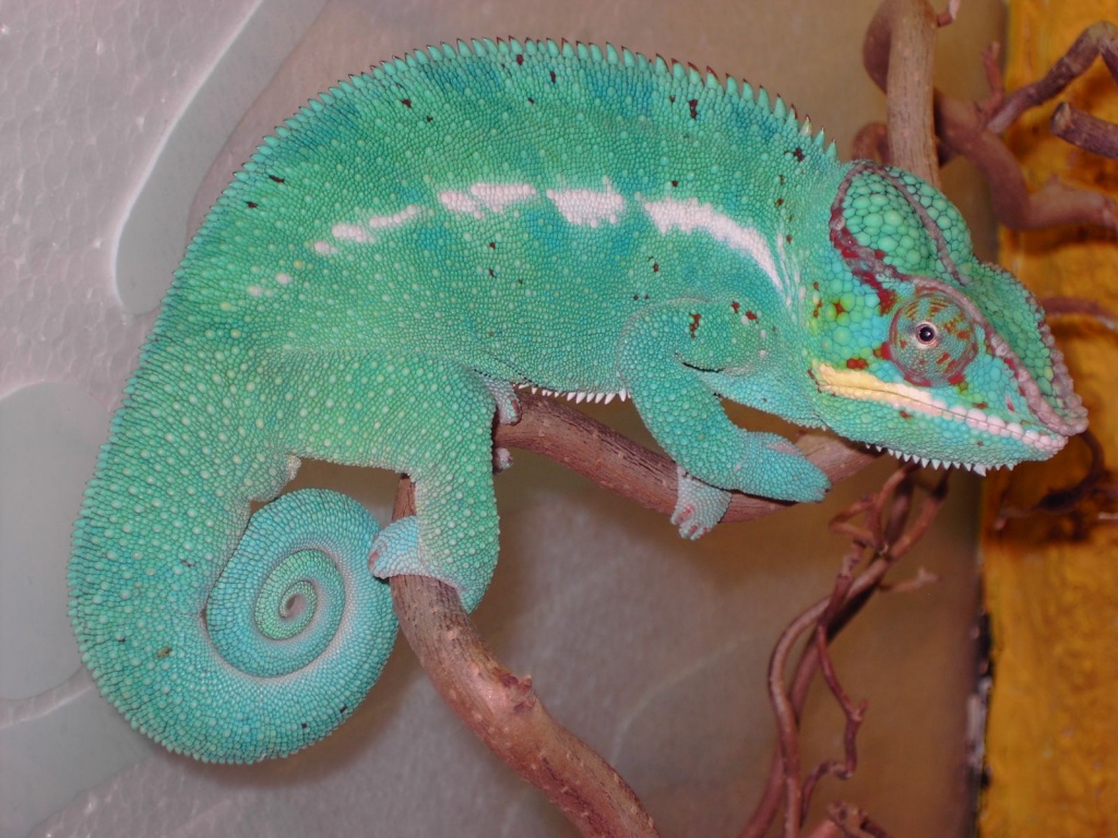 2 kleine Pantherchamäleons Nosy Bé - Chamaeleon - Rödermark