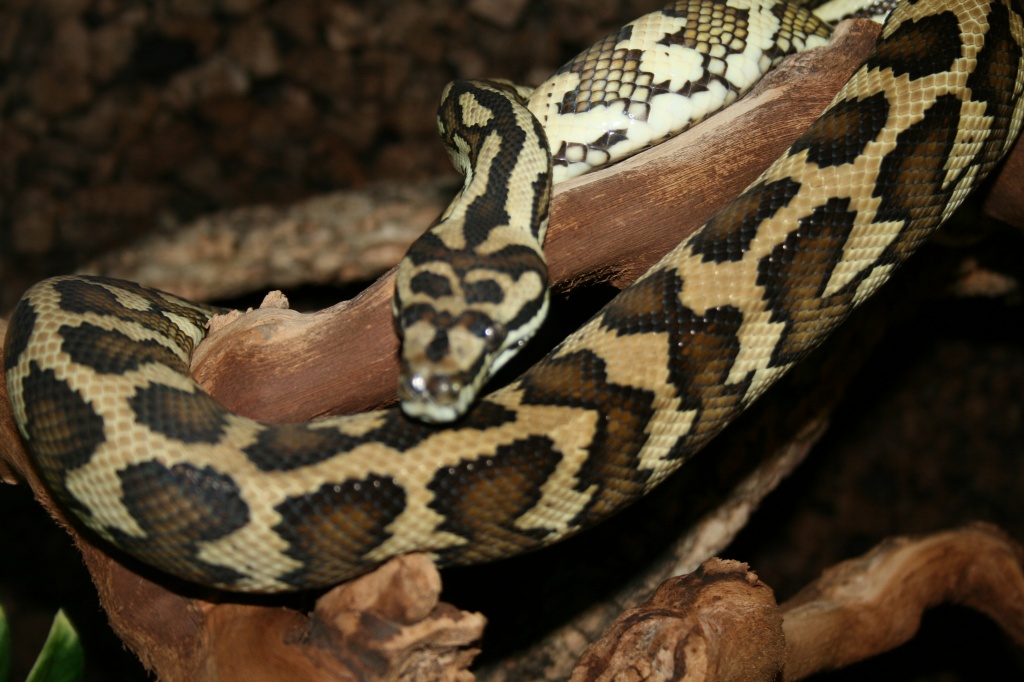 Morelia spilota mcDowelli Sibling 1.0 - Schlangen - Ahrensburg