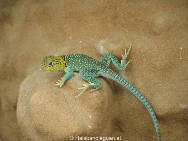Westliche Halsbandleguan Nachzuchten - Leguan - Wien