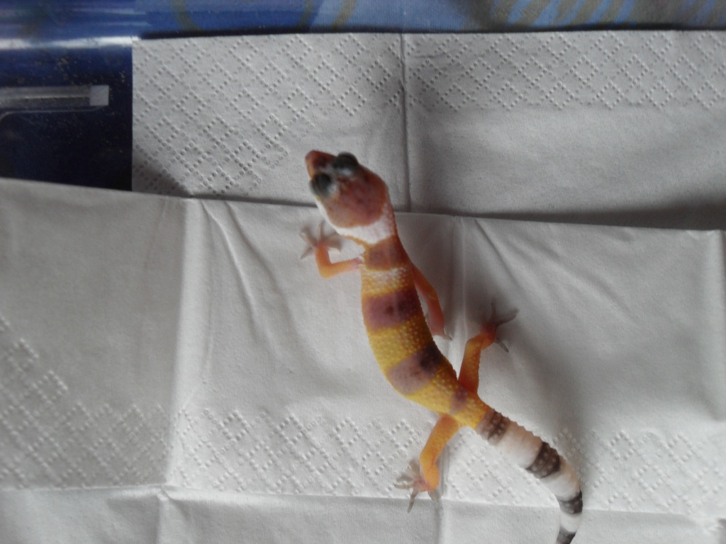 Biete Leopardgeckos NZ 2021 - Gecko - Metzingen