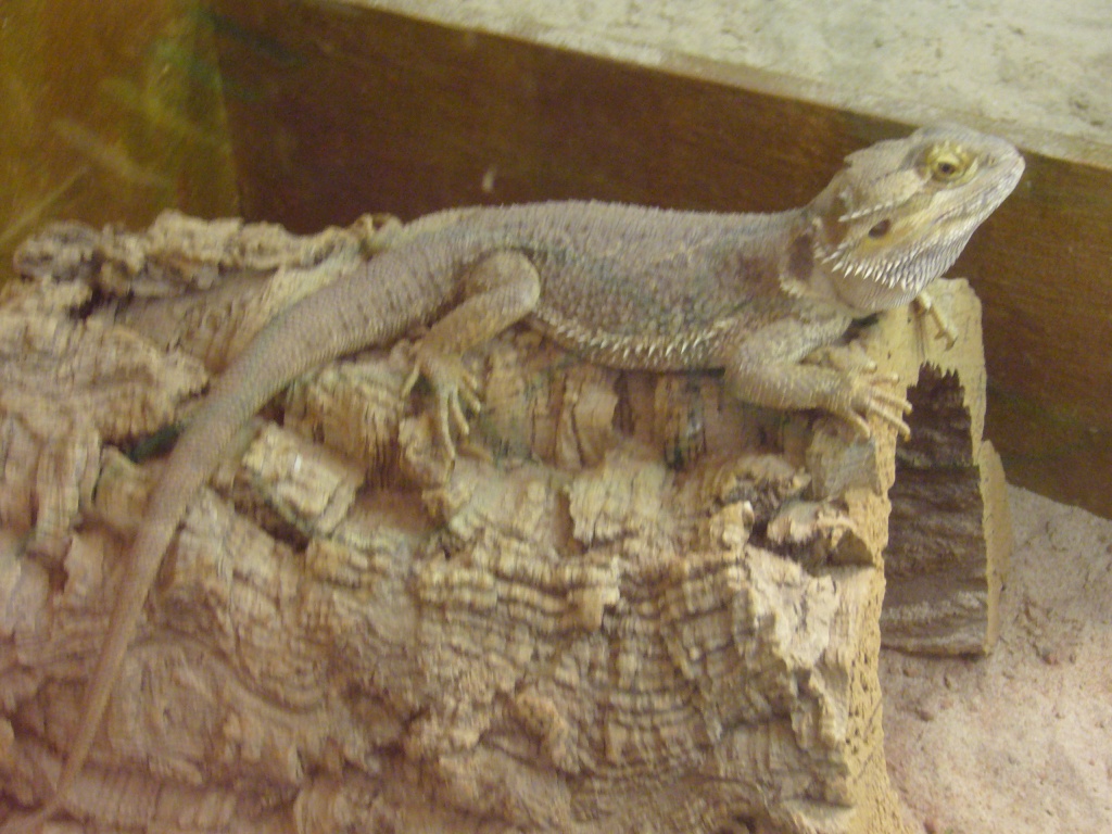 Großes Terrarium mit Bartagamen Pärchen - Terrarien - Düsseldorf