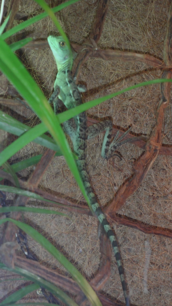 Basiliscus Plumifrons, Stirnlappenbasilisk, jung Männlich, 8 Monate alt - Basilisk - Köln