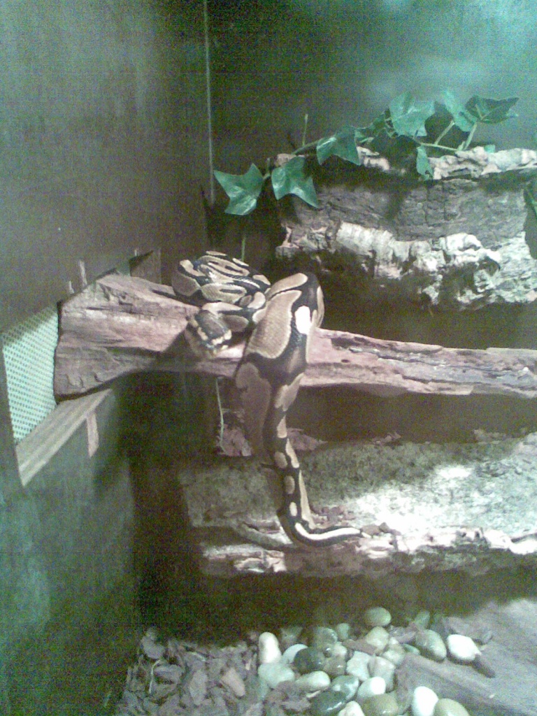 Königspython (High Yellow) Abzugeben!!! - Schlangen - Bochum