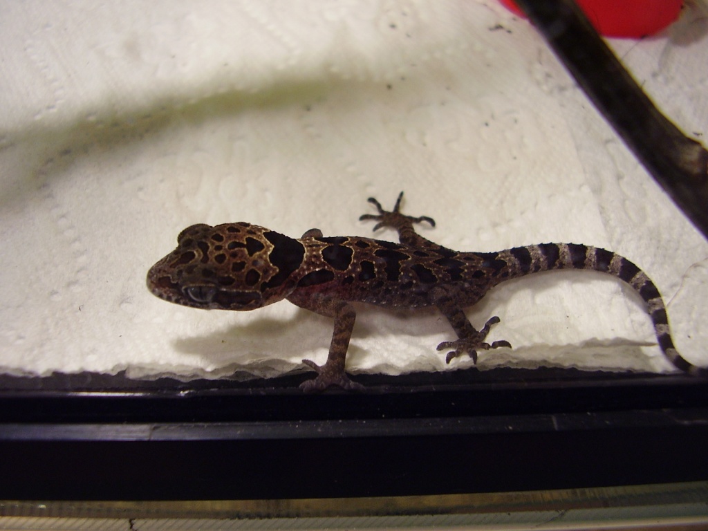 R A R I T Ä T !!!!! Cyrtodactylus papilionoides - Gecko - Sachsenheim