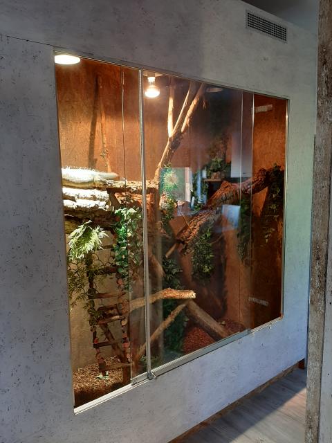 Grüner Leguan + Terrarium zu verschenken  - Leguan - Frauenkirchen
